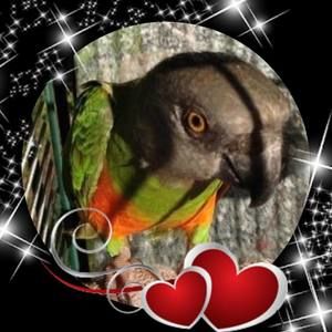 Meet your Posher, Darcey